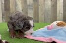 Playful Mini Bernadoodle Poodle Mix Puppy