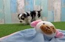 Friendly Yorkie Poo Baby