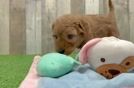 Playful Mini Groodle Poodle Mix Puppy