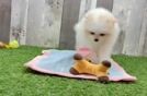 Pomeranian Puppy for Adoption
