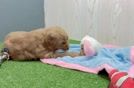 Meet Baxter - our Mini Goldendoodle Puppy Video