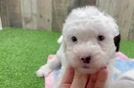 Funny Mini Sheepadoodle Poodle Mix Pup