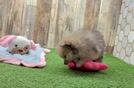 Akc Registered Pomeranian Baby