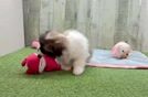 Funny Shih Pom Designer Pup