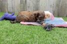 Meet Duke - our Shih Poo Puppy Video
