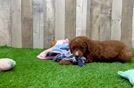 Meet Andrea - our Mini Goldendoodle Puppy Video
