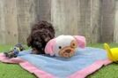 Poodle Pup Being Cute