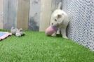 Meet Gabi - our Mini Goldendoodle Puppy Video