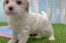 Cavapoo Puppy for Adoption