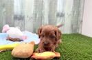 Adorable Cavalier King Charles Spaniel and Poodle Mix Poodle Mix Puppy