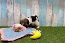 Havapoo Puppy for Adoption