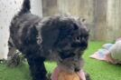 Playful Mini Groodle Poodle Mix Puppy
