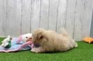 Funny Maltipoo Poodle Mix Pup