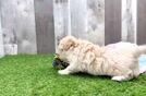 Maltipoo Puppy for Adoption