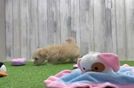 Small Maltipoo Baby