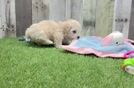 Fluffy Maltipoo Poodle Mix Pup