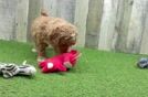 Funny Mini Goldendoodle Poodle Mix Pup