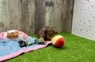 Best Cavapoo Baby