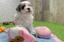 Havapoo Pup Being Cute