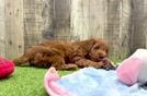 Mini Irish Doodle Pup Being Cute