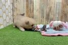 Akc Registered Pomeranian Purebred Pup