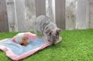 Best French Bulldog Baby