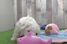 Bichon Frise Pup Being Cute