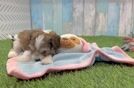 Cavachon Pup Being Cute