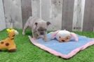 French Bulldog Pup Being Cute