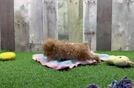 Energetic Multipoo Poodle Mix Puppy