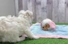 Energetic Bichon Habanero Purebred Puppy