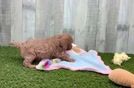 Cavapoo Puppy for Adoption