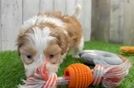 Best Shih Poo Baby