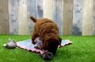 Mini Goldendoodle Puppy for Adoption