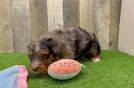 Meet Ainsley - our Mini Bernedoodle Puppy Video