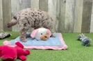 Cute Mini Labradoodle Baby