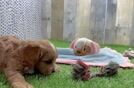 Cavapoo Puppy for Adoption