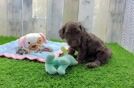 Cute Cockapoo Baby