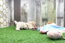 Playful Malt Oodle Poodle Mix Puppy