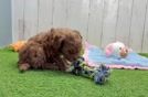 Friendly Cavapoo Baby