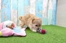Maltipoo Puppy for Adoption