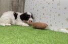 Playful Cavapoodle Poodle Mix Puppy