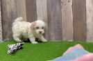 Maltipoo Puppy for Adoption