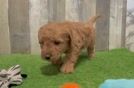 Mini Goldendoodle Puppy for Adoption