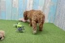 Playful Cavapoodle Poodle Mix Puppy