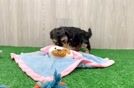Yorkie Poo Puppy for Adoption