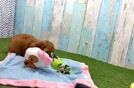 Cavapoo Puppy for Adoption