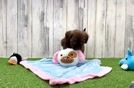 Havapoo Puppy for Adoption