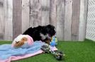Best Mini Aussiedoodle Baby