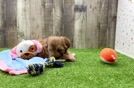 Adorable Havadoodle Poodle Mix Puppy